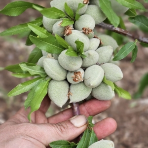 Azienda Agricola Biologica